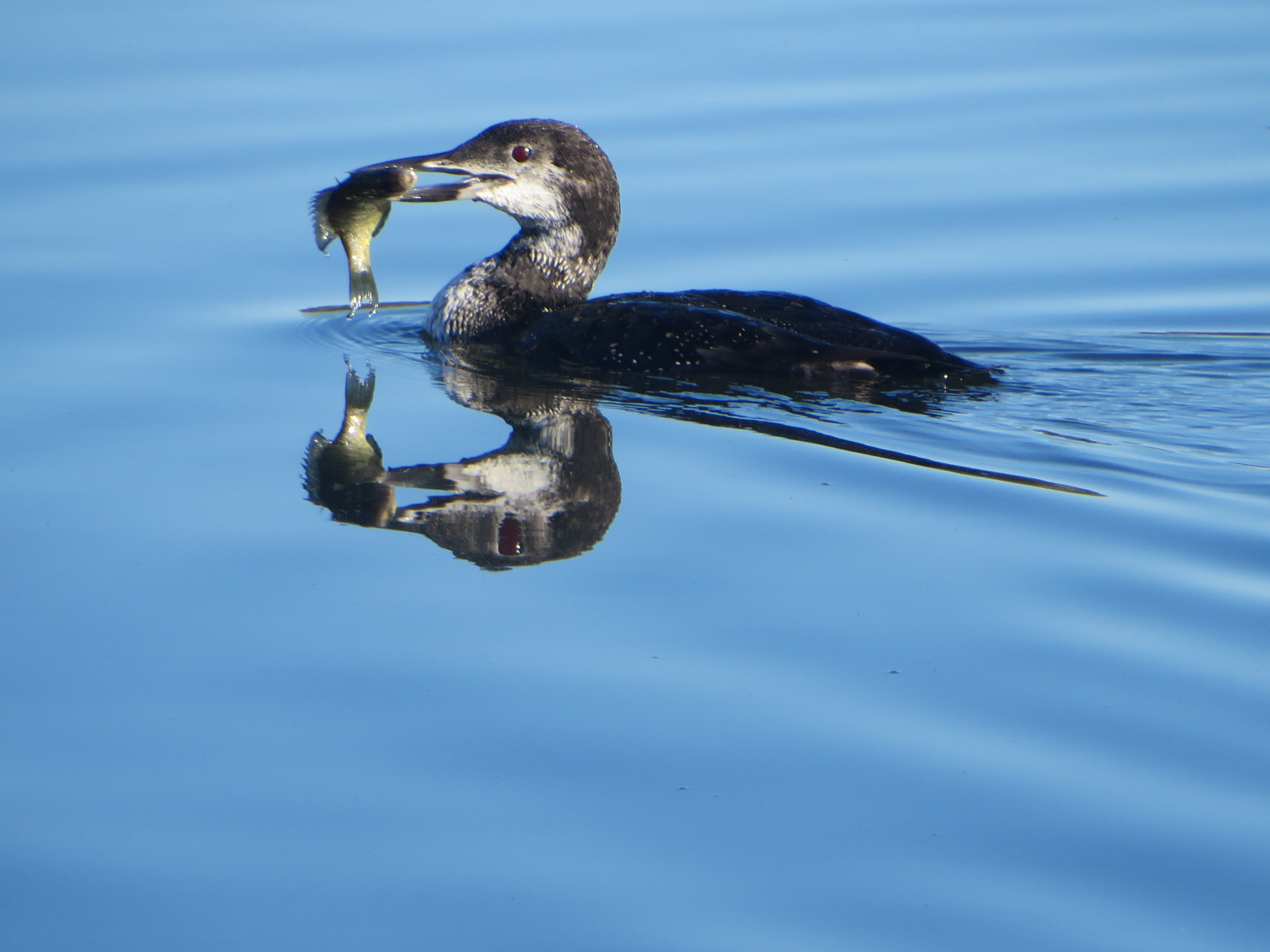 Loon with a fish in it's beak