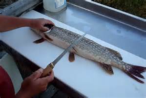 Person filleting a northern pike